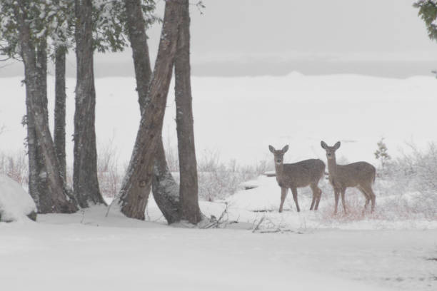 istock White tailed deer in the snow in winter 929248994