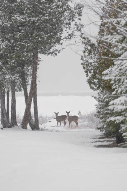 istock White tailed deer in the snow in winter 929249000