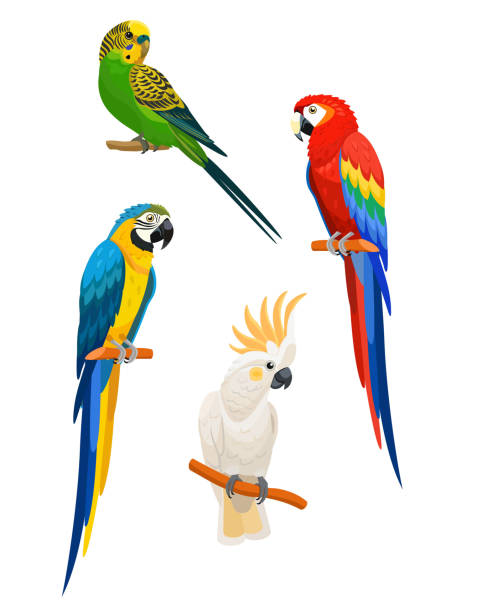 illustrazioni stock, clip art, cartoni animati e icone di tendenza di set di pappagalli isolati su sfondo bianco. illustrazione vettoriale. - macao