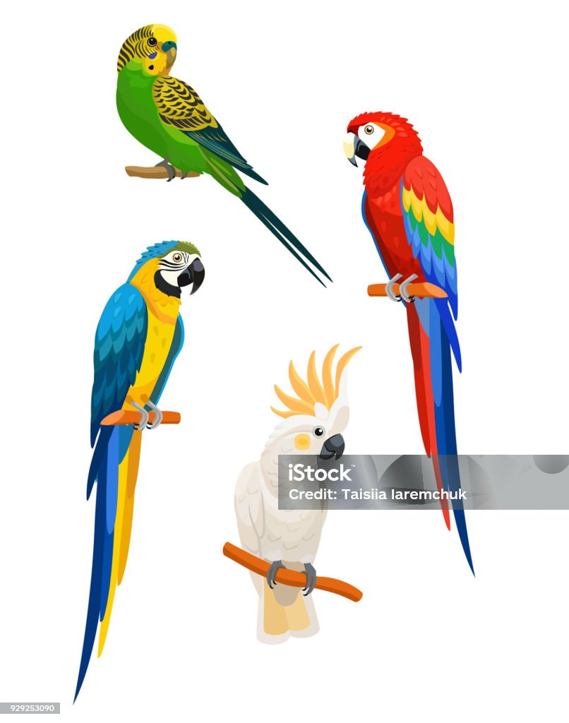 Set of parrots isolated on white background. Vector illustration. Parrot stock vector