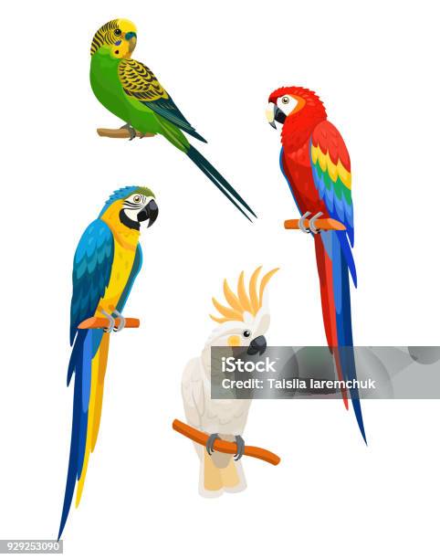 Set Of Parrots Isolated On White Background Vector Illustration Stock Illustration - Download Image Now