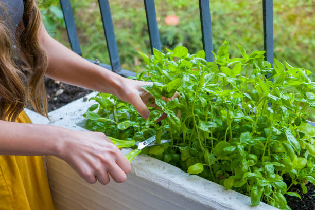 istock Young woman harvesting basil on her balcony 929253360