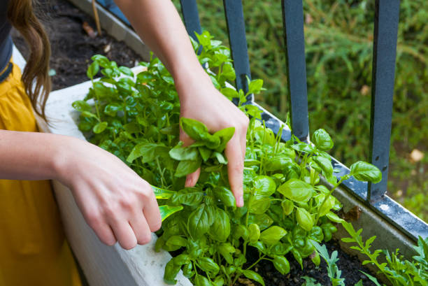 giovani donne taglia erbe fresche per una cena - balcone foto e immagini stock