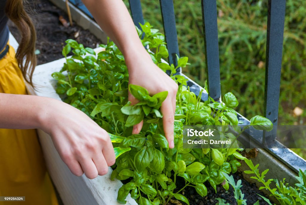 Young women cuts fresh herbs for a dinner Herb Stock Photo