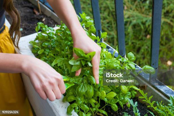 Young Women Cuts Fresh Herbs For A Dinner Stock Photo - Download Image Now - Herb, Herbal Medicine, Basil