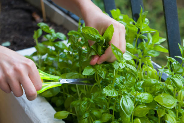 istock Home gardening, cutting herbs with paper scissors 929254666
