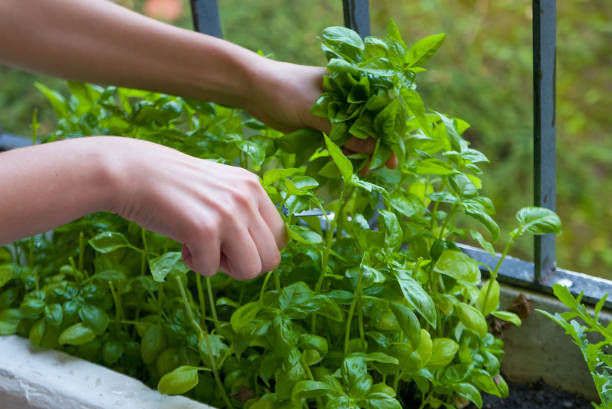 istock Home garden on balcony, woman hands picking herbs 929254966