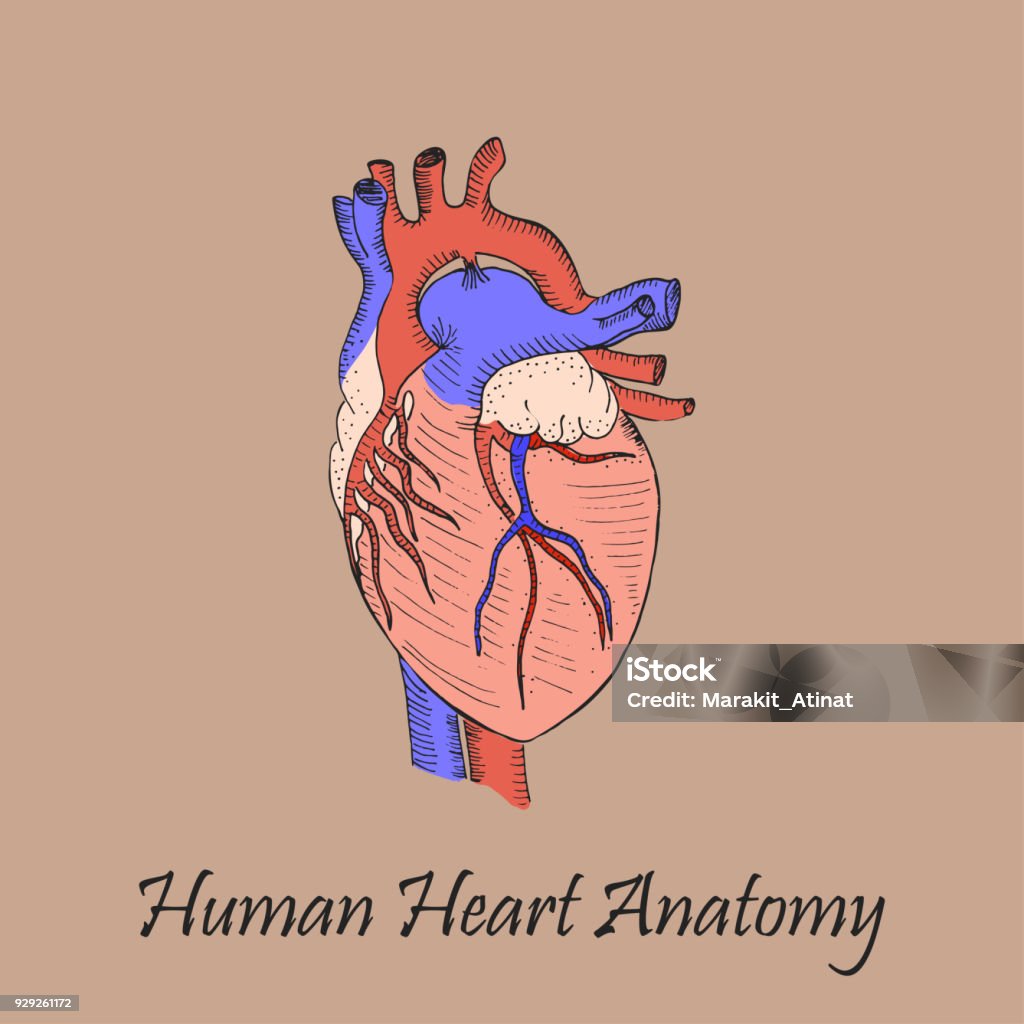 Ilustración de Corazón Humano Color Dibujado A Mano y más Vectores Libres  de Derechos de Amateur - Amateur, Anatomía, Aorta - iStock