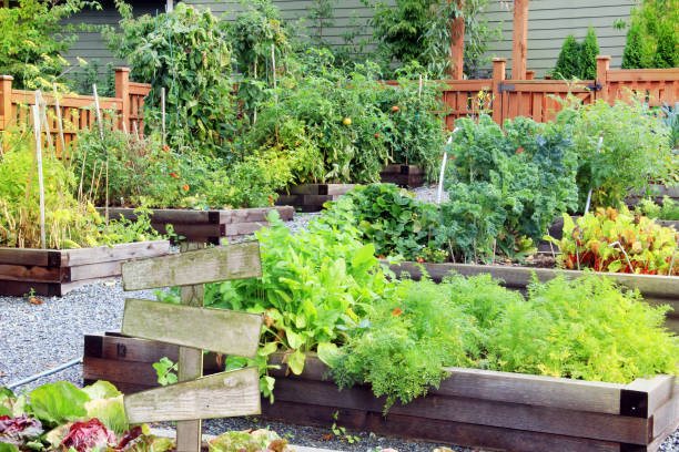 Community vegetable garden Lush and organic community vegetable, fruit and herb garden in summer with a blank wooden sign. Add your own text. community garden sign stock pictures, royalty-free photos & images