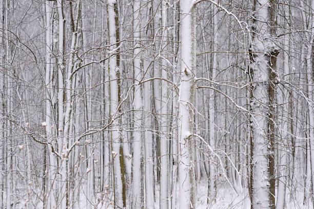 istock Forest Woods Background Cold Winter White Snowstorm Snow Deep Dark Haunting 929269620