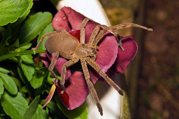 istock Rain spider on purple flower 92927777