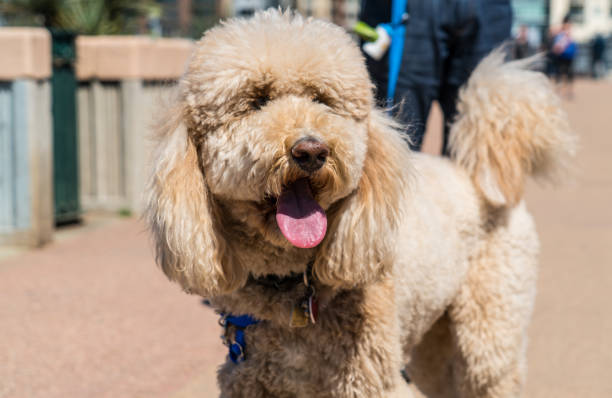 istock Happy Silly Dog going on a walk with tongue out 929297274