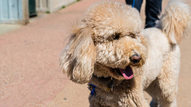 istock Goldendoodle Happy Silly Dog going on a walk 929297382