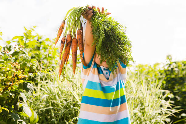 heureux souriant kid garçon tenant des carottes biologiques à l’extérieur de la ferme. garçon s’amusant avec le jardinage et l’aider - nature summer child one little boy photos et images de collection