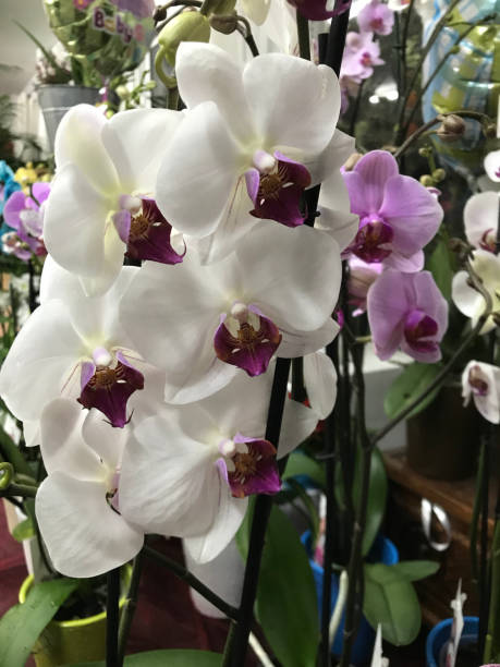 istock White purple orchid flower 929323112