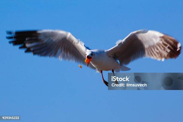 Free Bird And Freedom Life Stock Photo - Download Image Now - Abstract, Animal, Animal Wildlife