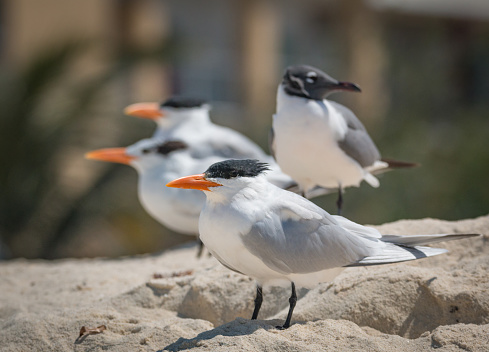 Royal Terns - Thalasseus maximus - Resting On The Beach