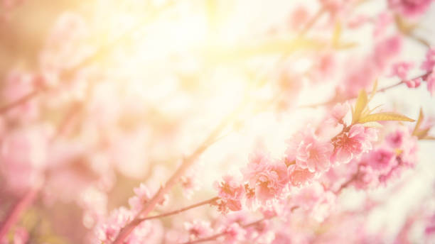 istock Cherry Blossom or Sakura flower on nature background, Spring. 929375968