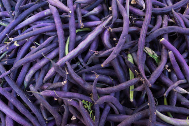 Purple String Beans from Above A bunch of purple string beans with several green beans mixed in. Photographed from above at a farmers' market in Aix en Provence, France. runner bean stock pictures, royalty-free photos & images