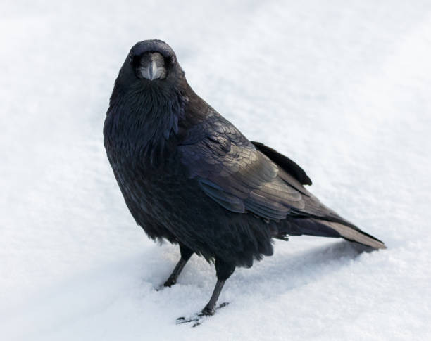 istock Winter is Coming - Raven in Winter Snow 929393764