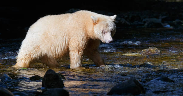 istock Kermode Spirit Bear in Canada's Great Bear Rainforest 929394074