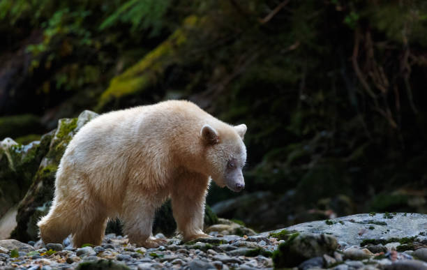 istock Kermode Spirit Bear in Canada's Great Bear Rainforest 929394468