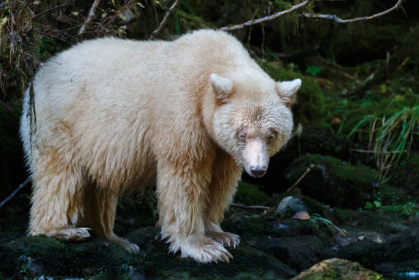 istock Kermode Spirit Bear in Canada's Great Bear Rainforest 929394590
