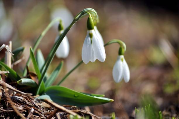 istock First spring flowers; snowdrops, Galanthus nivalis. 929409518