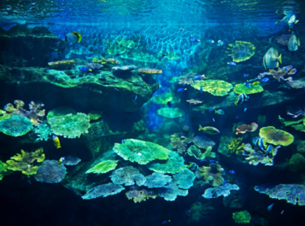 istock Blurred Scene of Undersea Coral Reef with Sea Fish Background 929421994