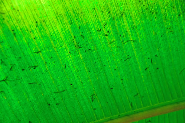 texture green palm leaf in sunlight. background texture to the light. - palm leaf flash imagens e fotografias de stock