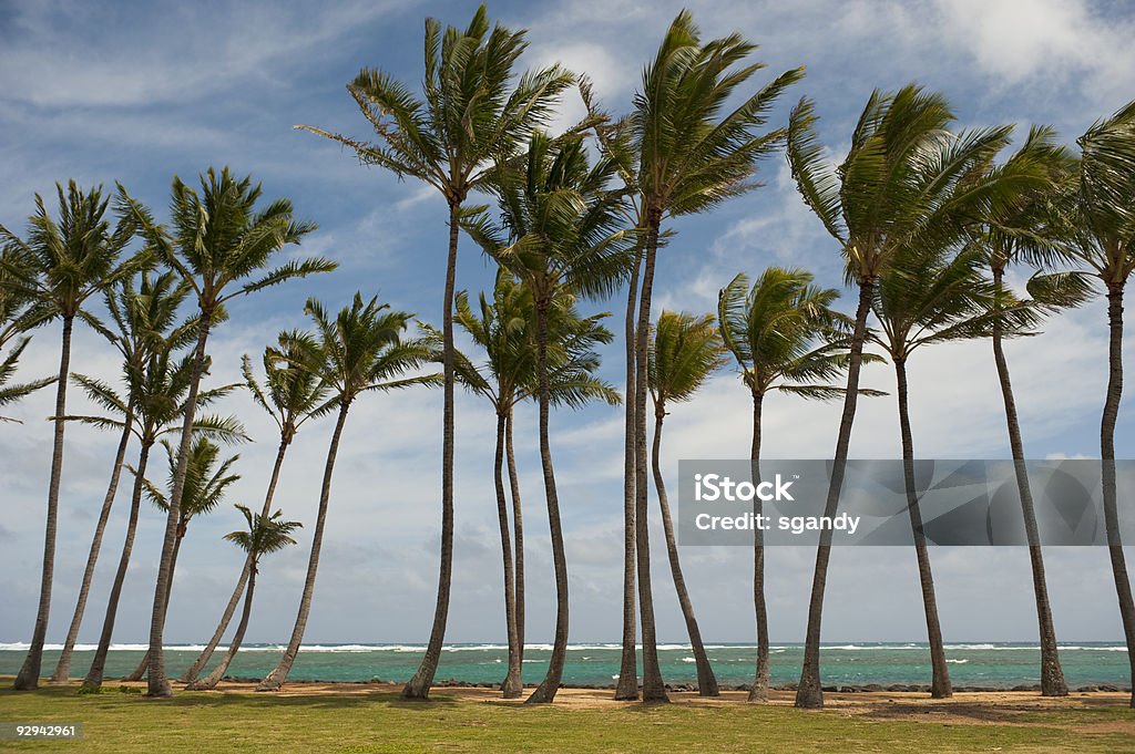 코코넛 팜스 on 카와이 동부지역 1 - 로열티 프리 0명 스톡 사진