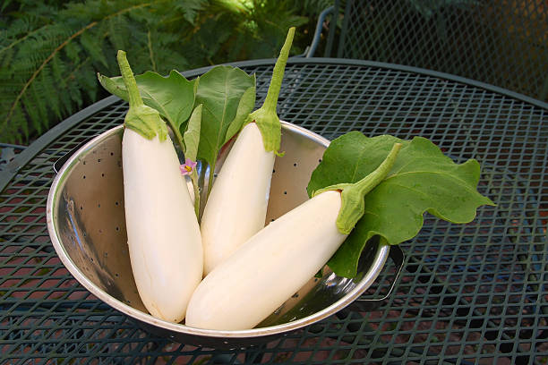 Three White Eggplants stock photo