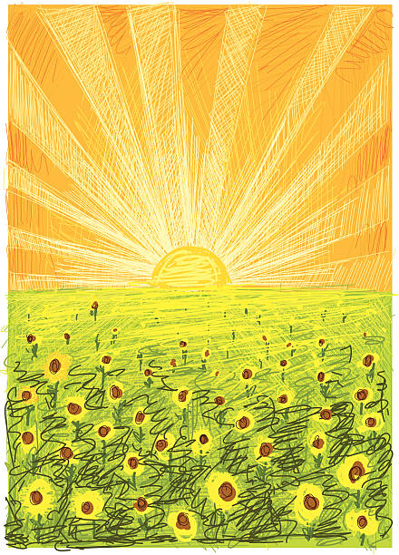 illustrations, cliparts, dessins animés et icônes de sonnenblumenfeld - sunflower field single flower flower