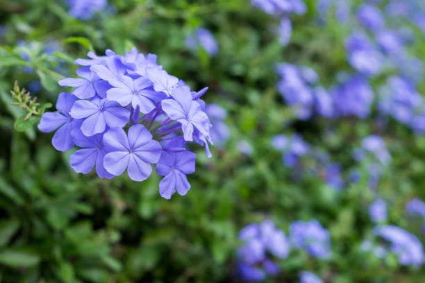 istock Amazing beautiful flowers background. 929463216