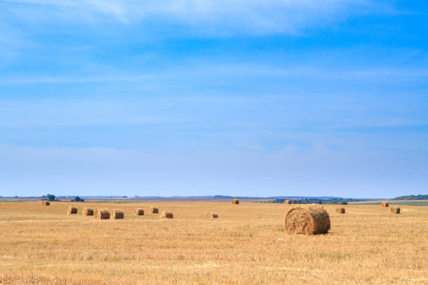 golden straw stubble field in autumn - agricultural activity yorkshire wheat field imagens e fotografias de stock