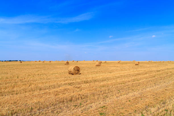golden straw stubble field in autumn - agricultural activity yorkshire wheat field imagens e fotografias de stock