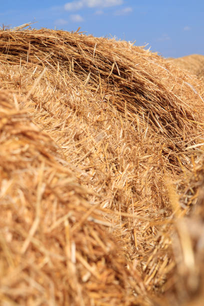 golden straw stubble field in autumn - agricultural activity yorkshire wheat field imagens e fotografias de stock