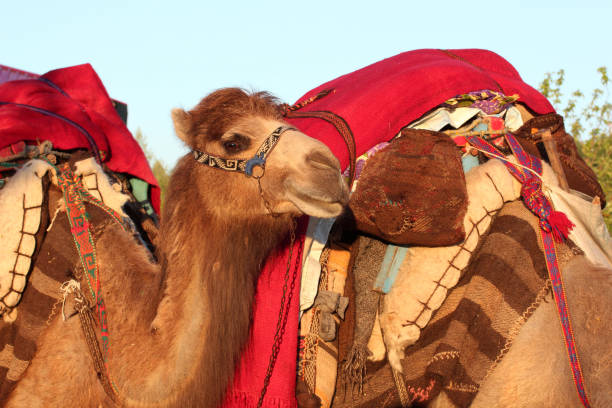 istock Nomadic Life Turkey - Middle East 929473708