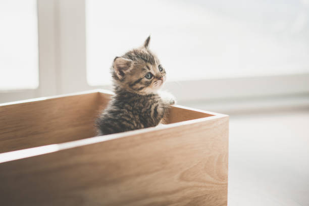 istock Cute kitten playig in a wooden box under sunlight 929477248