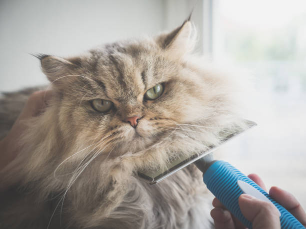 istock Asian woman using a comb brush the Persian cat 929477386
