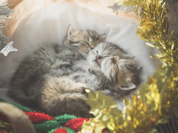 istock Cute tabby kittens sleeping and hugging in a basket on christmas day 929477398