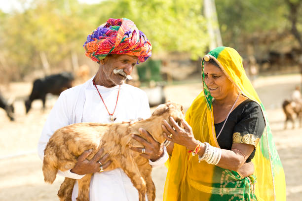 istock Mature Indian couple holding small goat 929477550