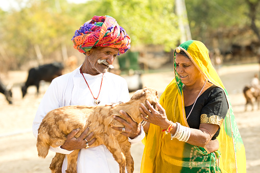 Mature Indian couple holding small goat at village
