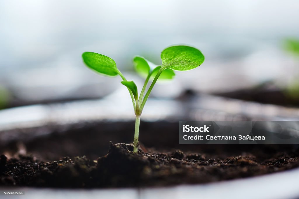 Young fresh seedling stands in plastic pots, cultivation of  in greenhouse. Seedlings sprout. Selective focus and shallow depth of field. Young fresh seedling stands in plastic pots, cultivation of  in greenhouse. Seedlings sprout. Greenhouse Stock Photo