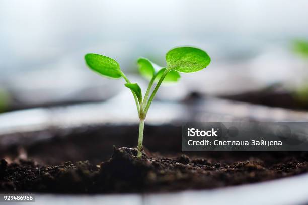 Young Fresh Seedling Stands In Plastic Pots Cultivation Of In Greenhouse Seedlings Sprout Selective Focus And Shallow Depth Of Field Stock Photo - Download Image Now