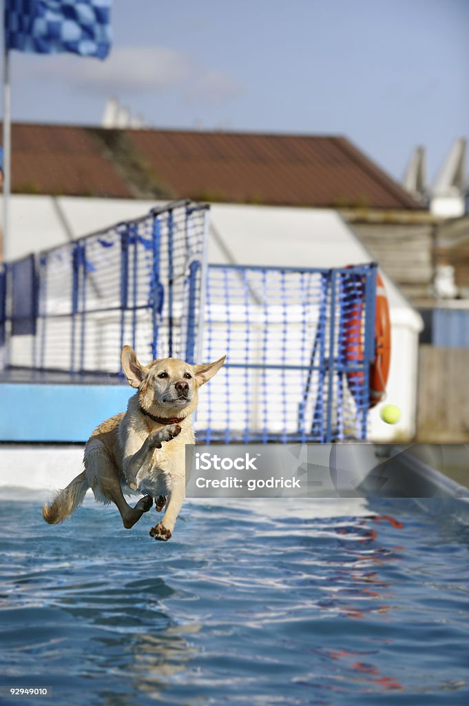 Żółty Labrador skakać w basenie z wodą - Zbiór zdjęć royalty-free (Pies)