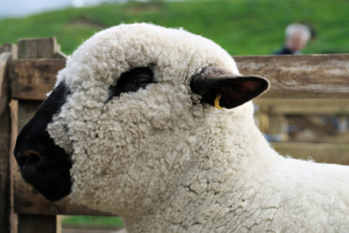 Young Caucasian woman petting a sheep in Norwegian countryside