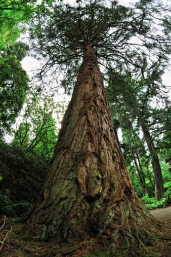 Sequoiadendron giganteum (secoya gigante, Sierra de secuoyas o Wellingtonia photo