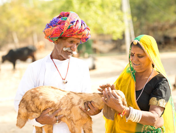 Mature Indian couple holding small goat