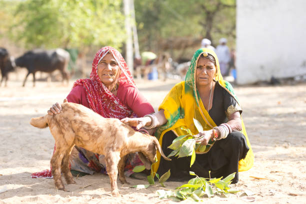 istock Indian women feeding small goat 929490590